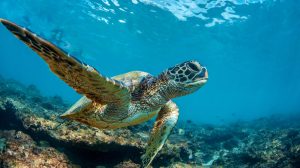 sea turtle in beautiful blue water