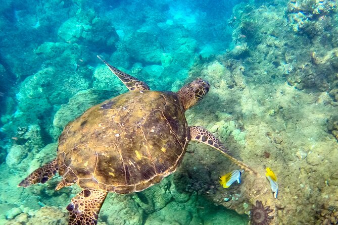 First-Time Snorkeling Lesson and Tour in Maui