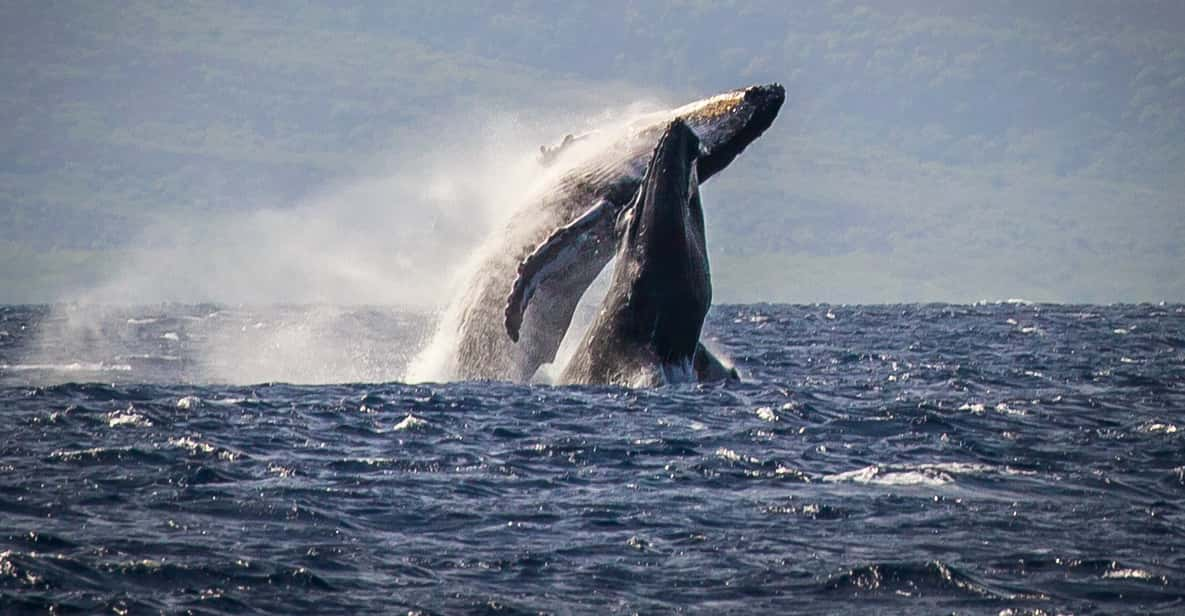 Lahaina: Whale Watching Cruise with Open Bar