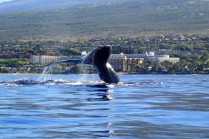 4-Hour Private Kayak and Whale Watch Snorkel Tour