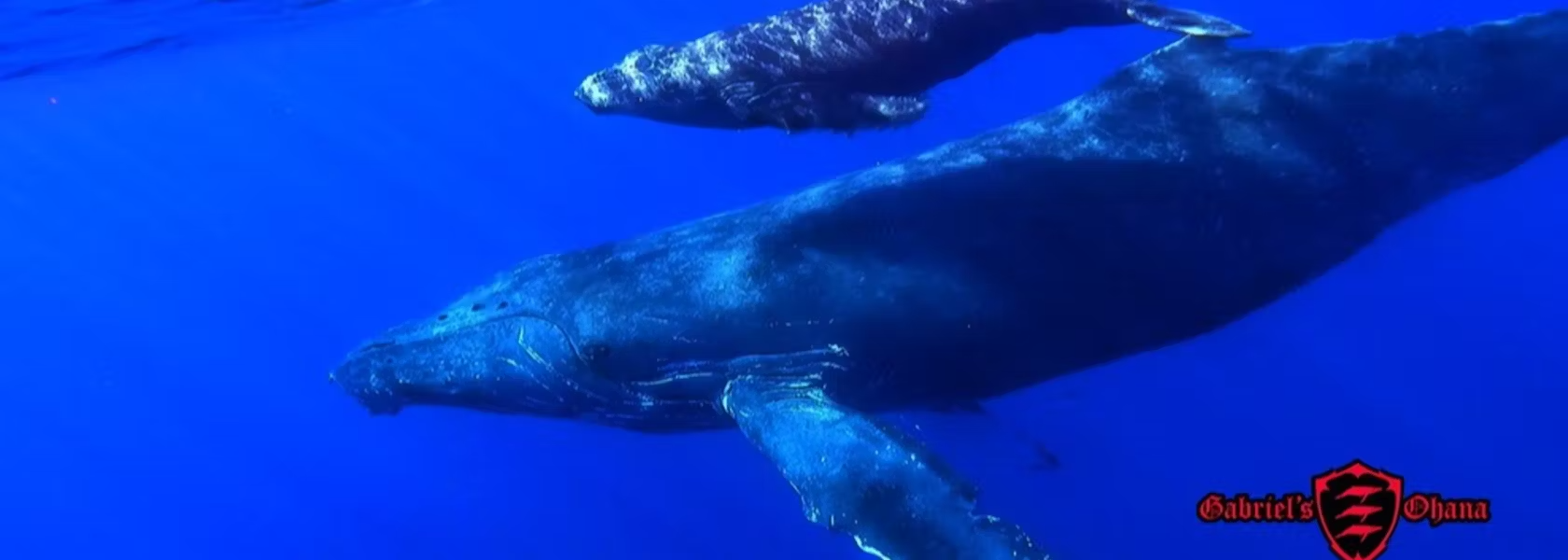 Whale Watching Tour by Kayak in Maui